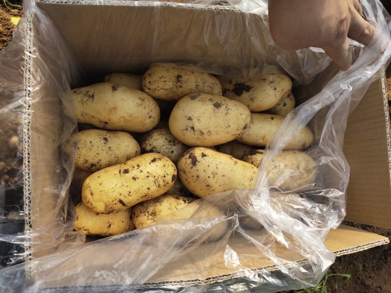 【精品土豆】山东肥城大棚荷兰十五土豆产地直购全国发货