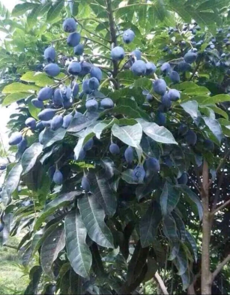 黑橄榄苗正宗嫁接黑橄榄苗黄橄榄苗南北方可种植