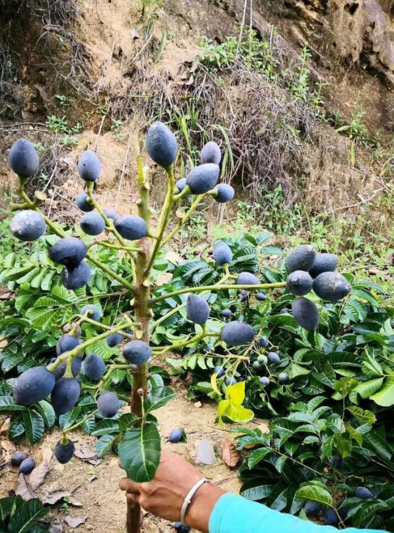 黑橄榄苗正宗嫁接黑橄榄苗黄橄榄苗南北方可种植