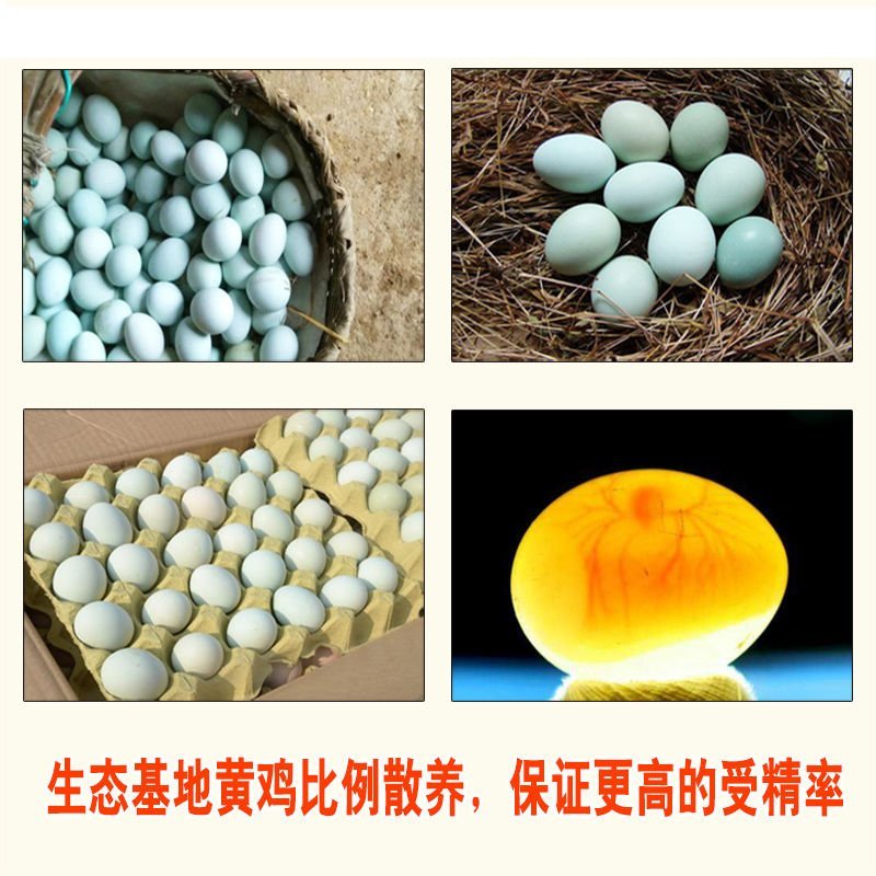 种蛋五黑鸡蛋绿壳种蛋