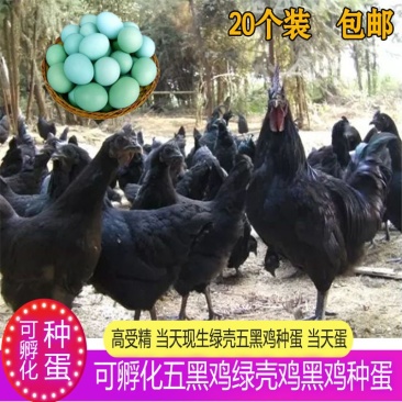种蛋五黑鸡蛋绿壳种蛋
