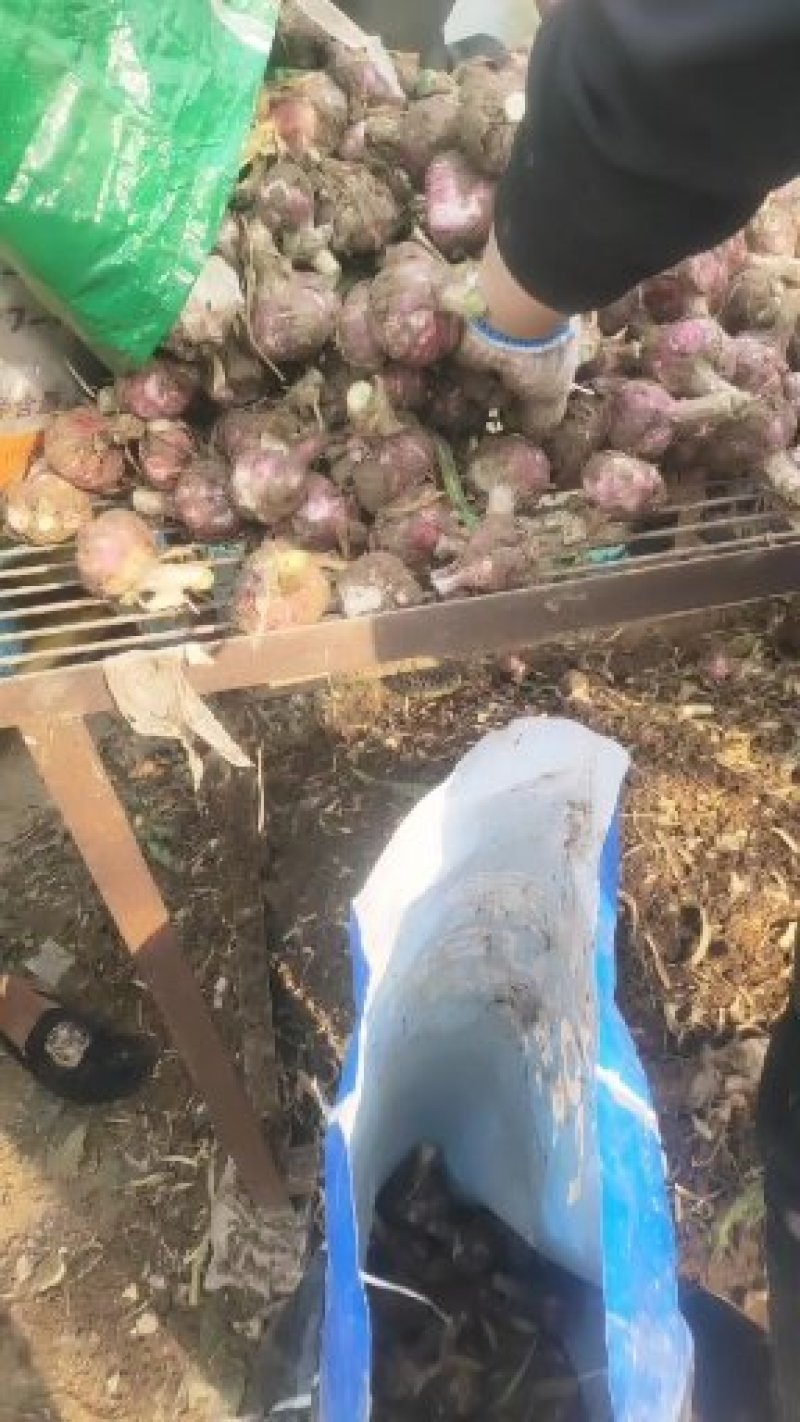 中牟紫皮过筛大蒜。混级货。电商货，商品货保证质量。