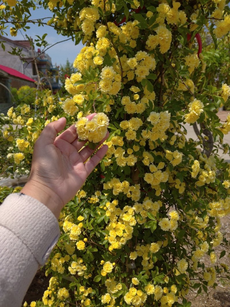 木香花苗浓香花卉七里香阳台爬藤蔷薇花苗盆栽