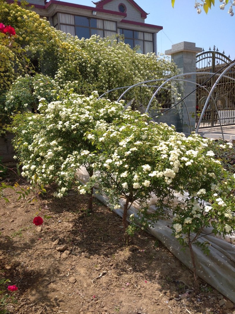 木香花苗浓香花卉七里香阳台爬藤蔷薇花苗盆栽