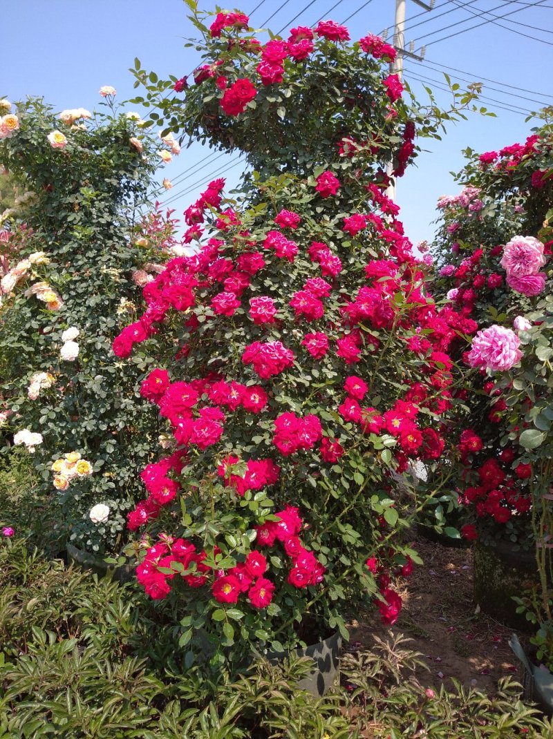 木香花苗浓香花卉七里香阳台爬藤蔷薇花苗盆栽