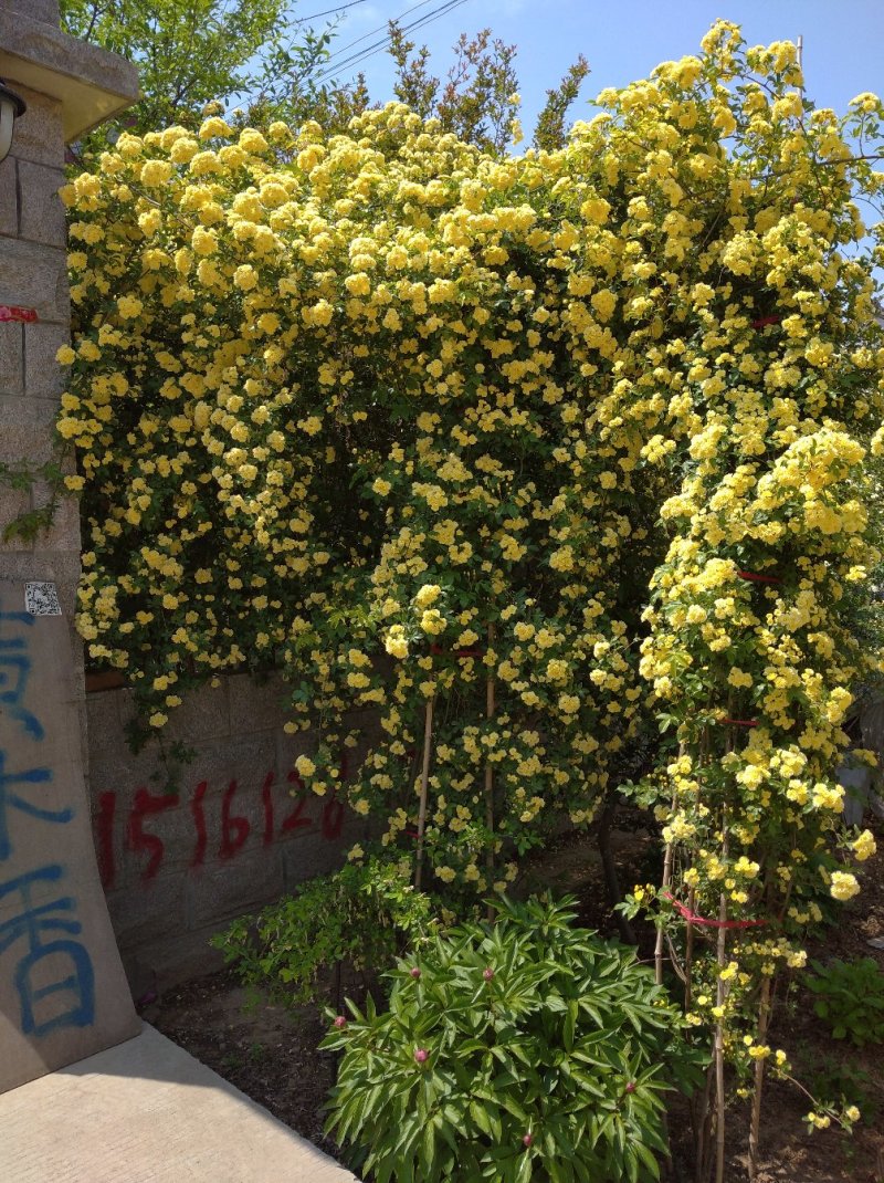 木香花苗浓香花卉七里香阳台爬藤蔷薇花苗盆栽