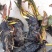 精品睡莲九品香水莲花大根块睡莲棵棵带芽，种植简单，易管理
