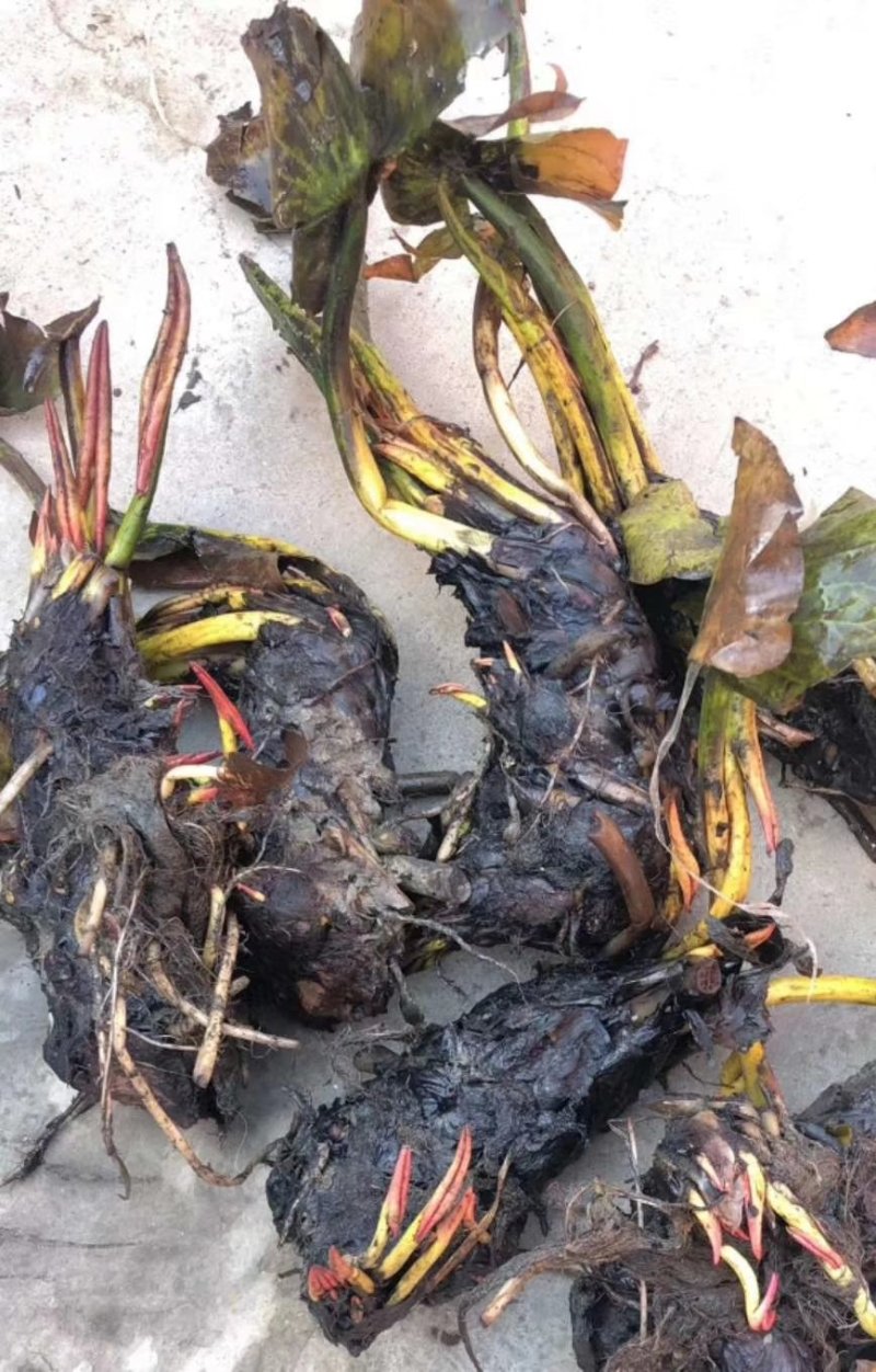 精品睡莲九品香水莲花大根块睡莲棵棵带芽，种植简单，易管理