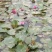 精品睡莲九品香水莲花大根块睡莲棵棵带芽，种植简单，易管理