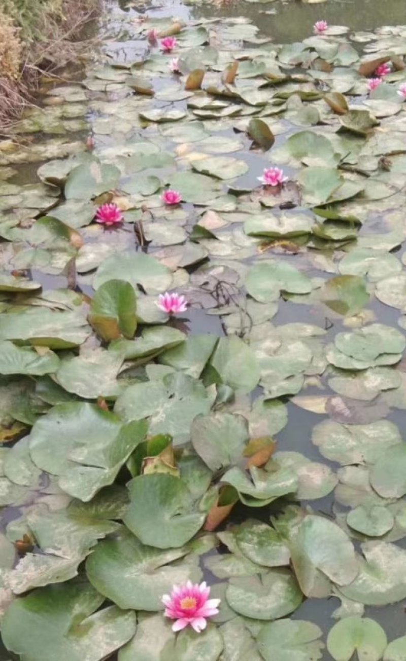 精品睡莲九品香水莲花大根块睡莲棵棵带芽，种植简单，易管理