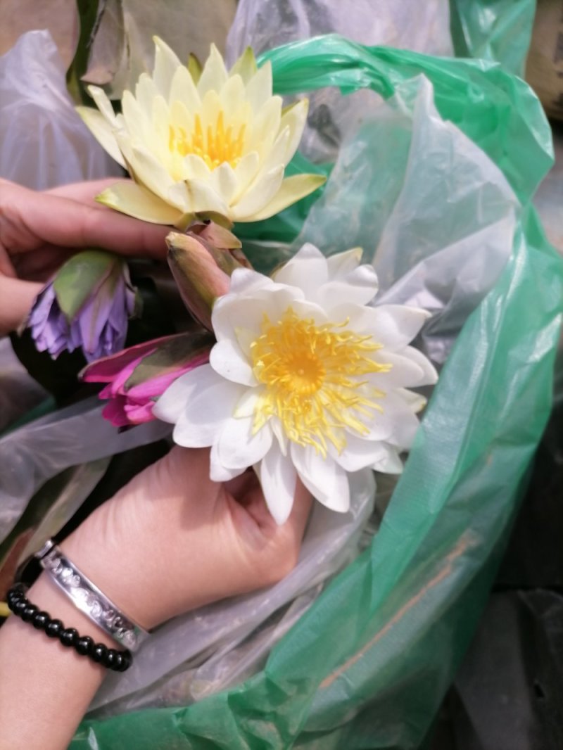 精品睡莲九品香水莲花大根块睡莲棵棵带芽，种植简单，易管理