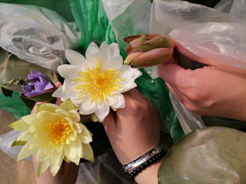 精品睡莲九品香水莲花大根块睡莲棵棵带芽，种植简单，易管理