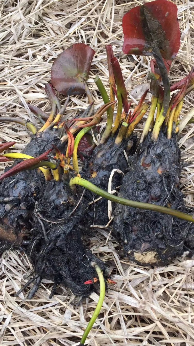 精品睡莲九品香水莲花大根块睡莲棵棵带芽，种植简单，易管理