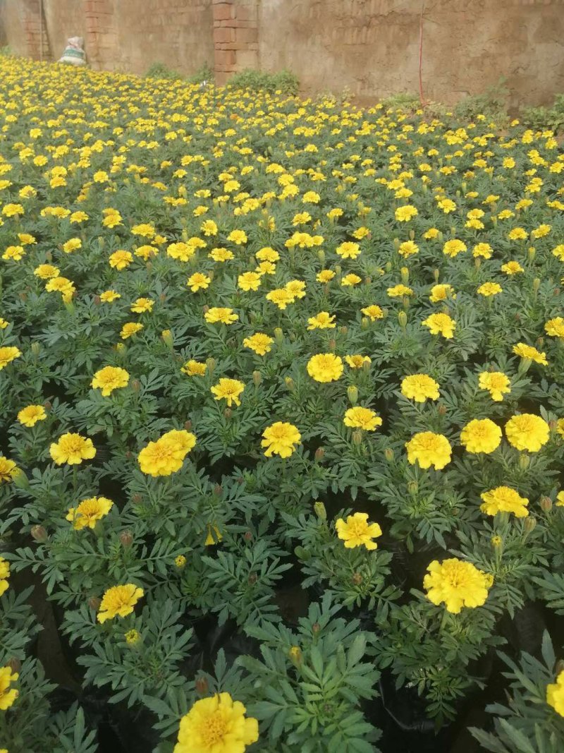 草花，草花，草花，草花，草花