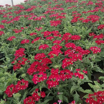 草花，草花，草花，草花，草花