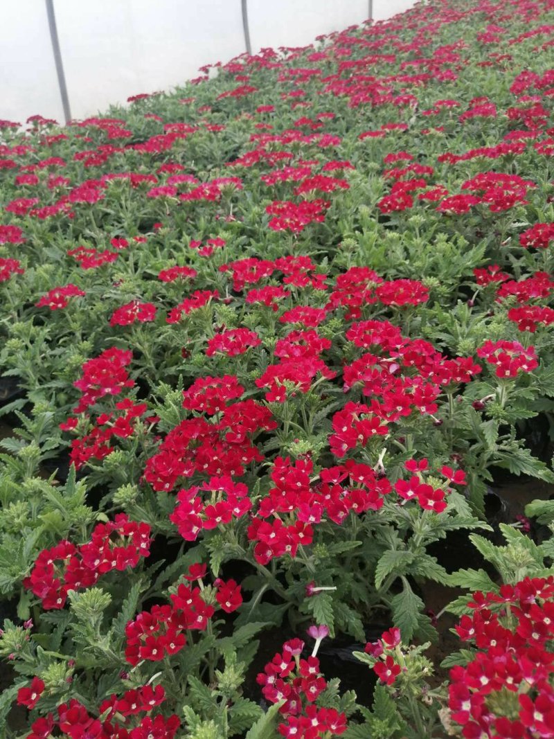 草花，草花，草花，草花，草花