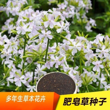 肥皂草种子石碱花种子多年生花种花籽四季易活景观花海耐