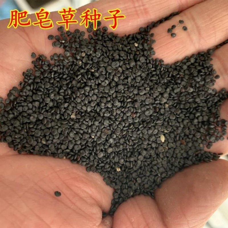 肥皂草种子石碱花种子多年生花种花籽四季易活景观花海耐
