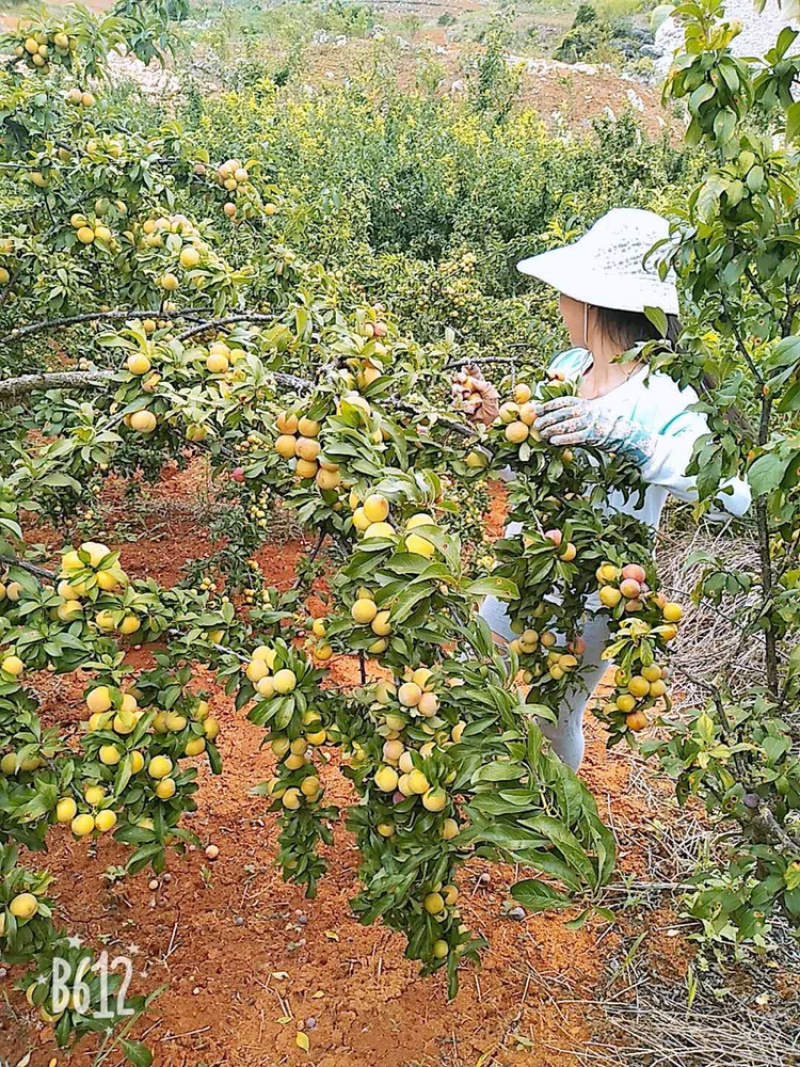 香脆李子云南**加工厂，小果3.0以下青果