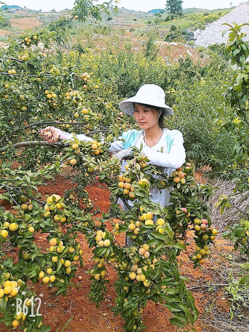 香脆李子云南**加工厂，小果3.0以下青果