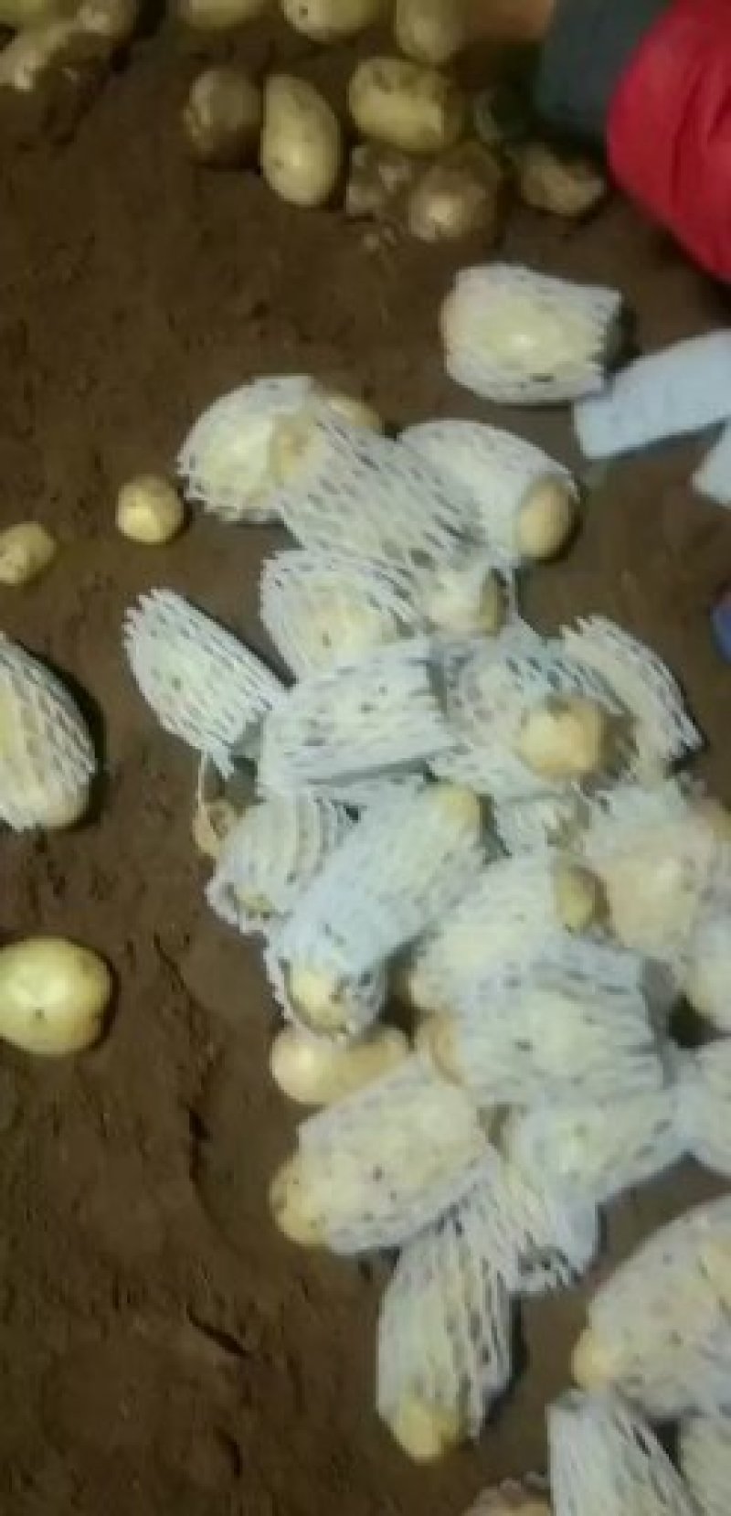 大量供应滕州冷库土豆，黄皮黄心，货源充足，寻长期合作