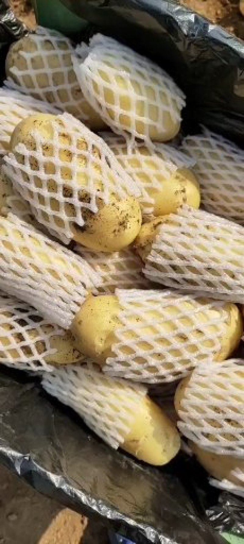 大量供应滕州冷库土豆，黄皮黄心，货源充足，寻长期合作