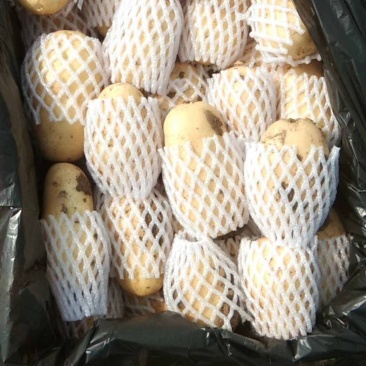 大量供应滕州冷库土豆，黄皮黄心，货源充足，寻长期合作