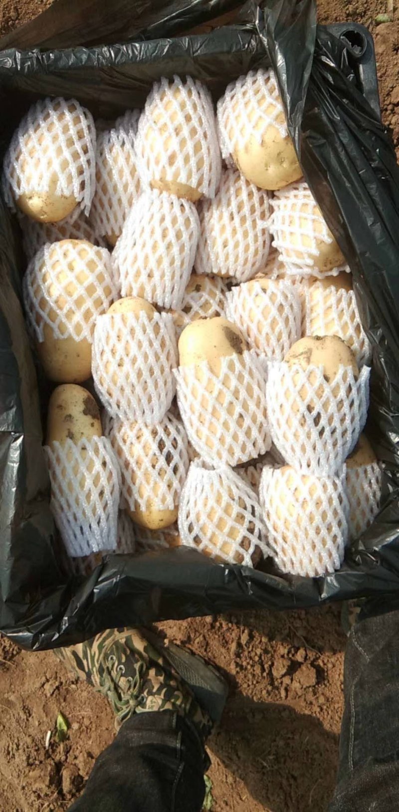 大量供应滕州冷库土豆，黄皮黄心，货源充足，寻长期合作