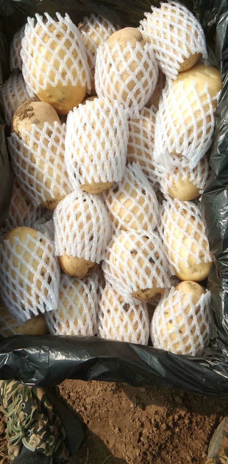 大量供应滕州冷库土豆，黄皮黄心，货源充足，寻长期合作