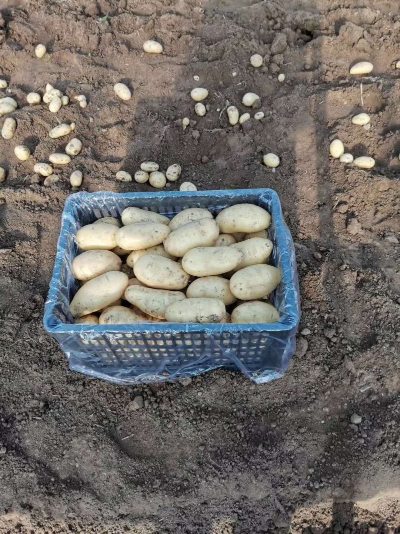 大量供应滕州冷库土豆，黄皮黄心，货源充足，寻长期合作