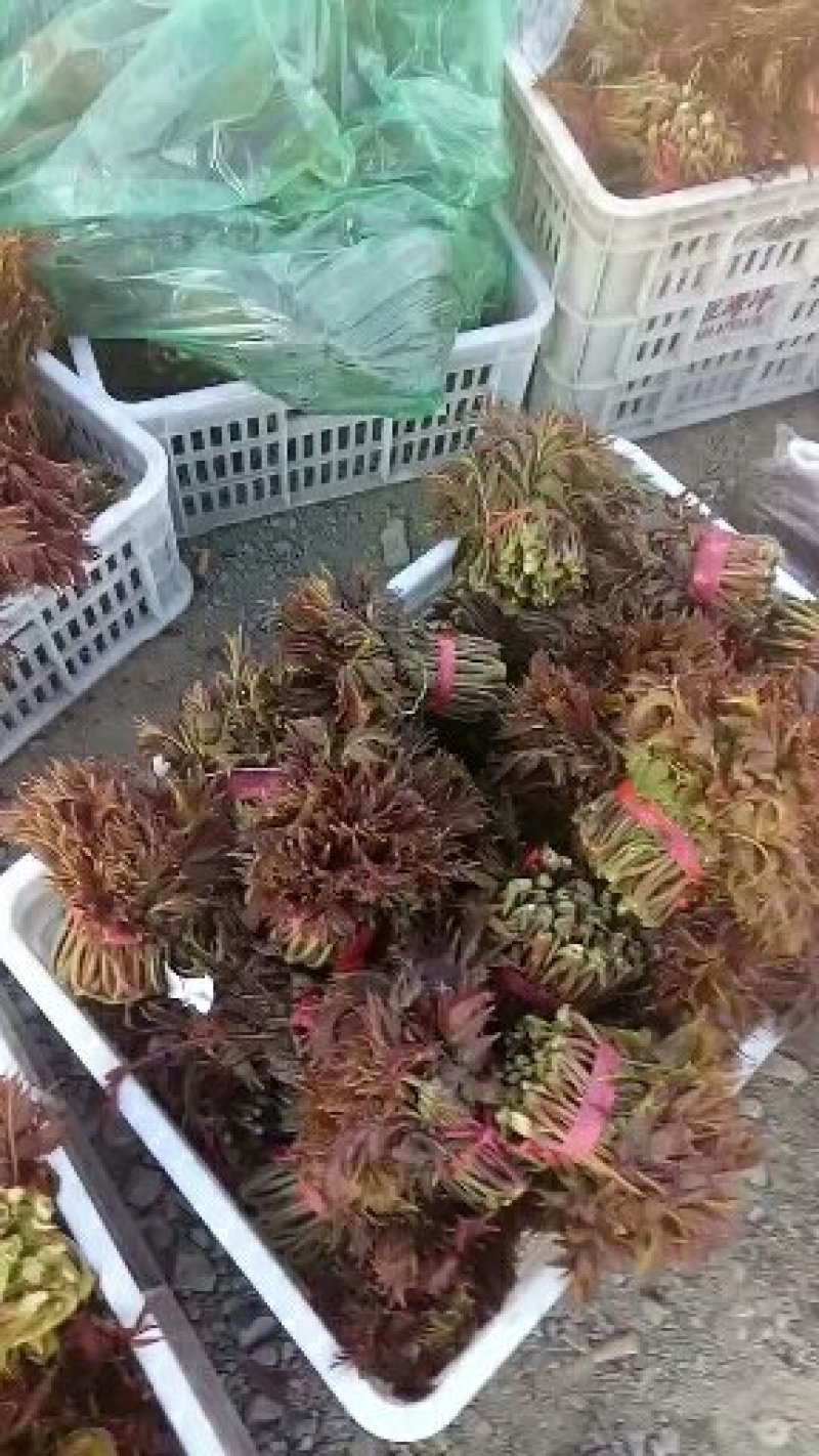 香椿芽批发基地山东省特产