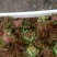 香椿芽批发基地山东省特产