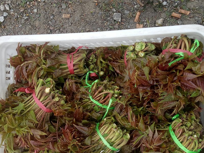 香椿芽批发基地山东省特产