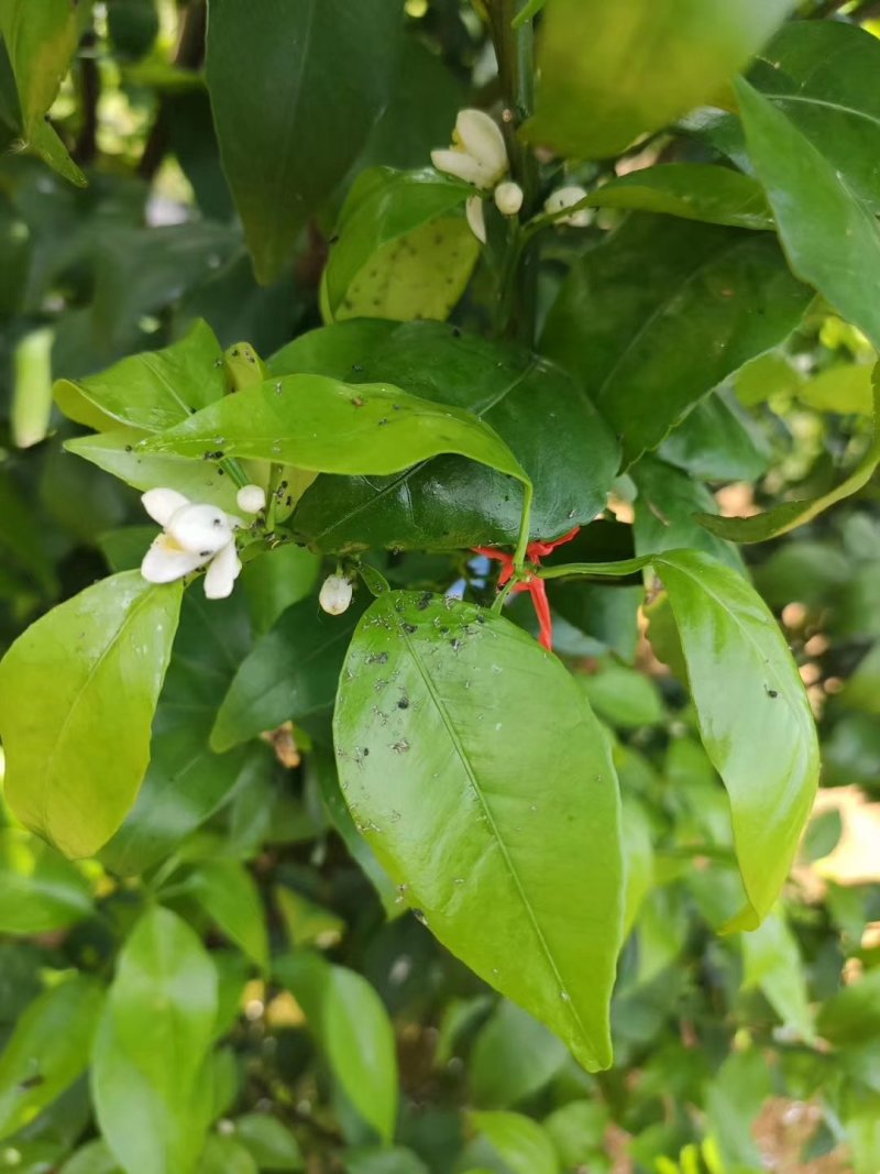 联菊.啶虫脒~抗性黑蚜虫，黄蚜虫，白粉虱，蓟马，潜叶蛾~