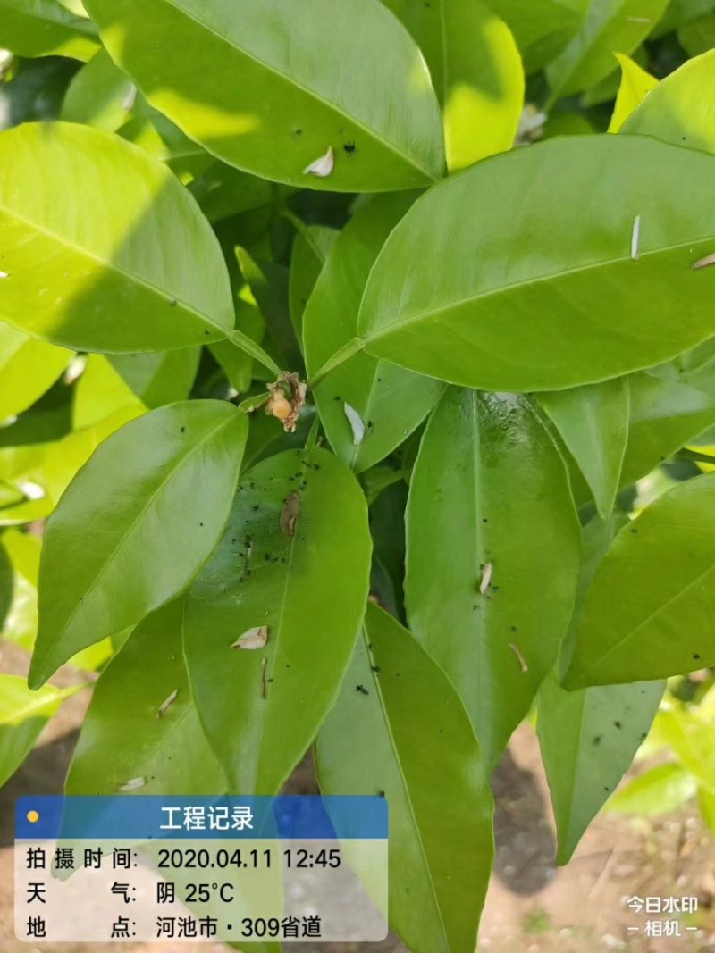 联菊.啶虫脒~抗性黑蚜虫，黄蚜虫，白粉虱，蓟马，潜叶蛾~