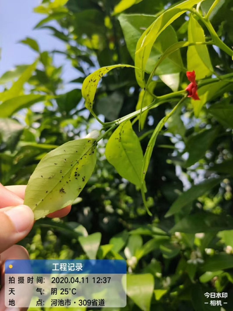 联菊.啶虫脒~抗性黑蚜虫，黄蚜虫，白粉虱，蓟马，潜叶蛾~