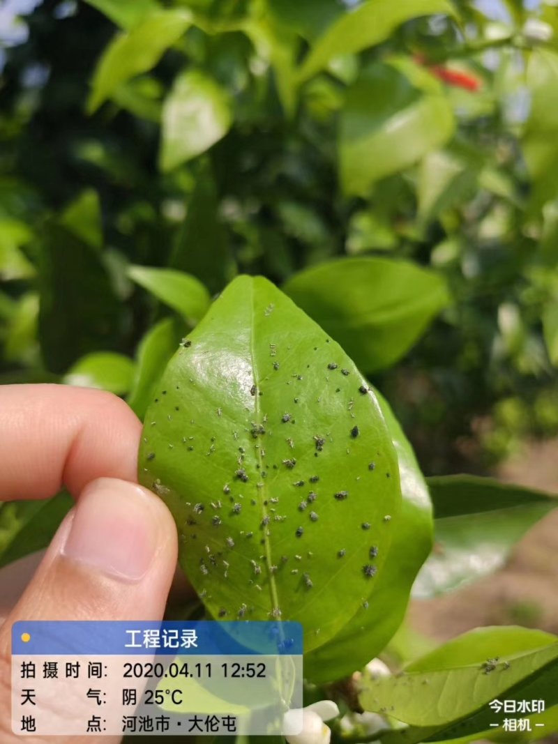 联菊.啶虫脒~抗性黑蚜虫，黄蚜虫，白粉虱，蓟马，潜叶蛾~