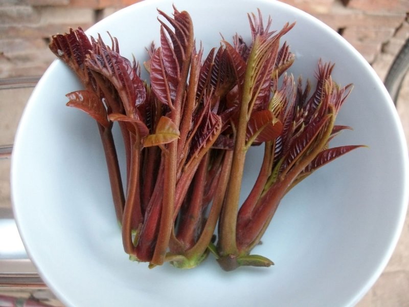 新鲜红油香椿芽大量上市，大山里的美味欢迎新老客户前来订购
