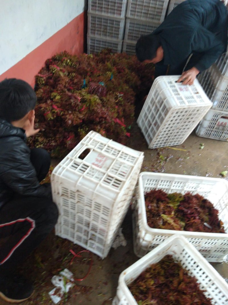 新鲜红油香椿芽大量上市，大山里的美味欢迎新老客户前来订购