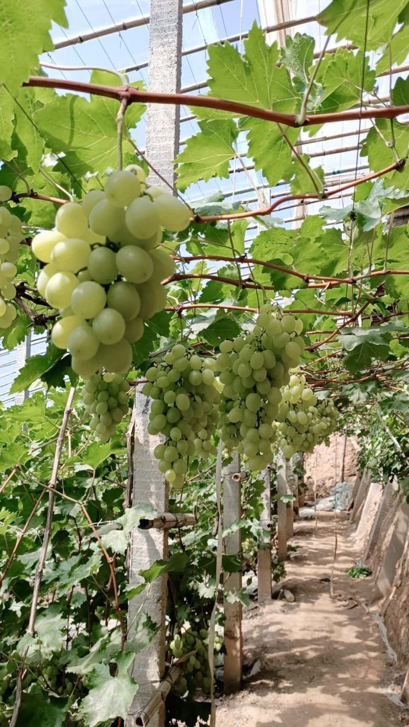 河北衡水饶阳葡萄维多利亚大量上市