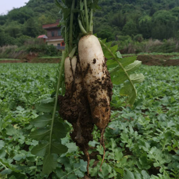 阳山萝卜