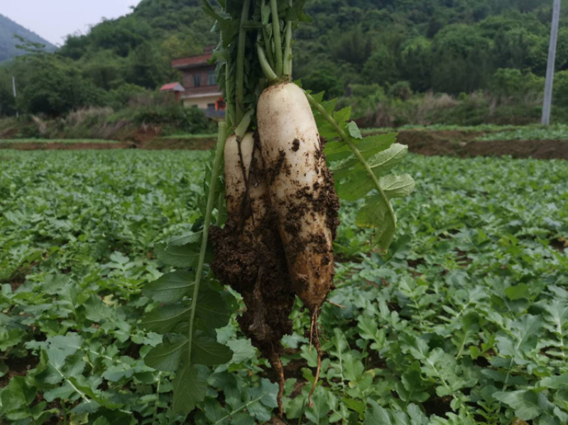 阳山萝卜