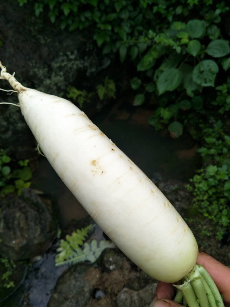 阳山萝卜