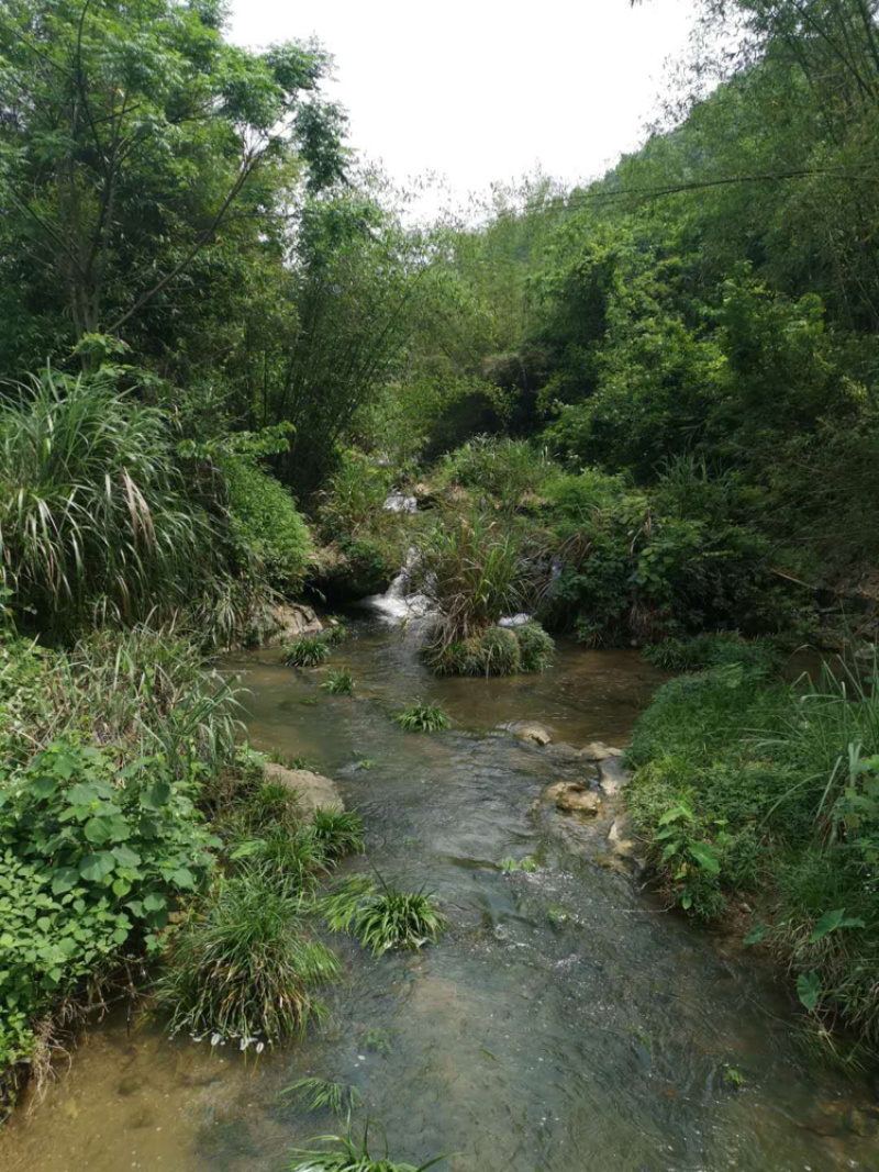 阳山萝卜