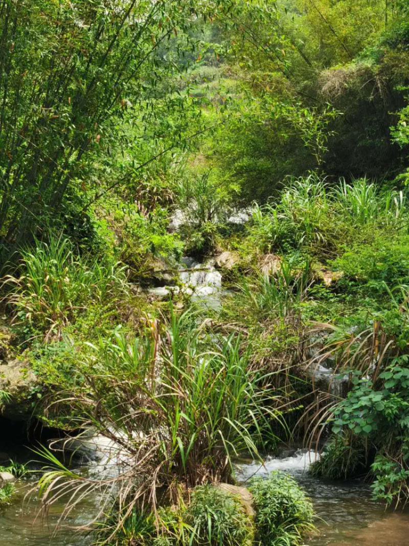 阳山萝卜