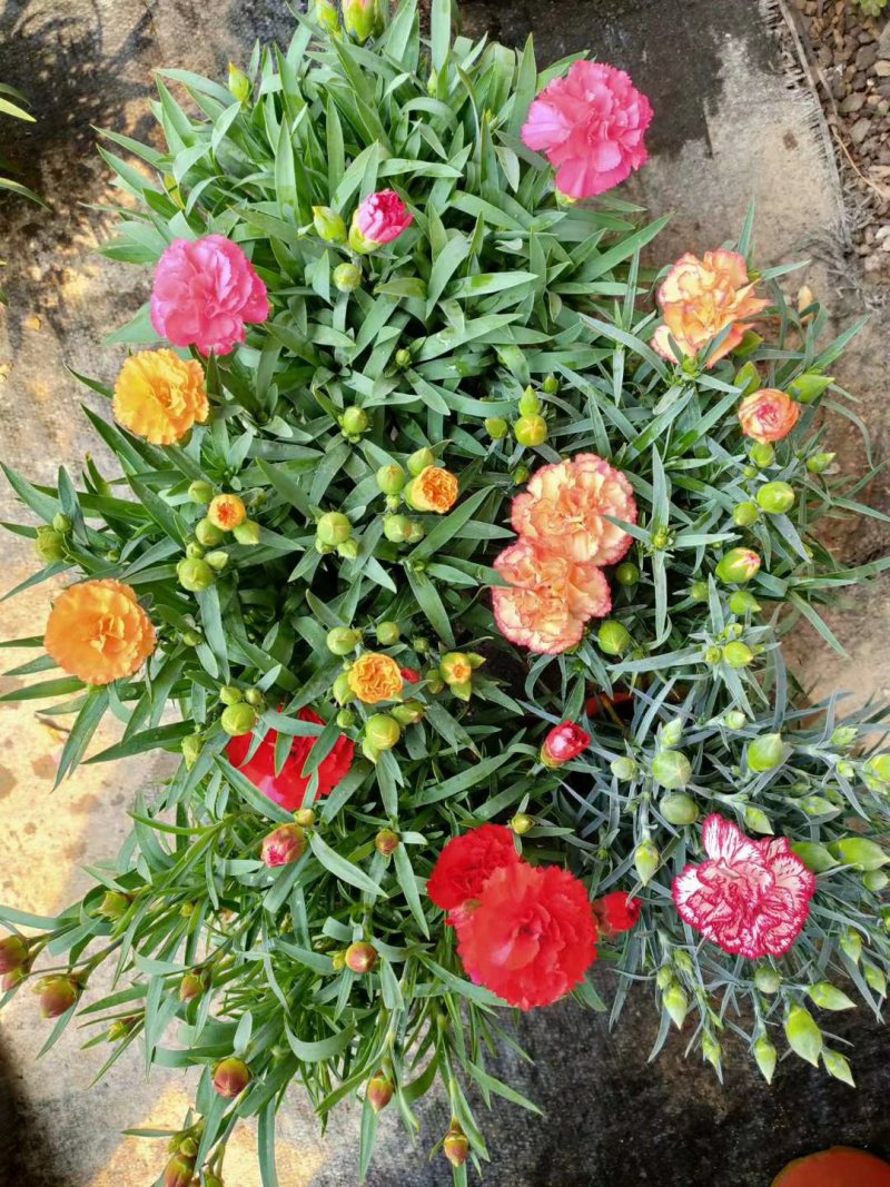 康乃馨四季开花花苞多康乃馨混色发货