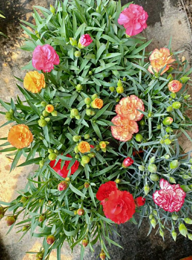 康乃馨四季开花花苞多康乃馨混色发货