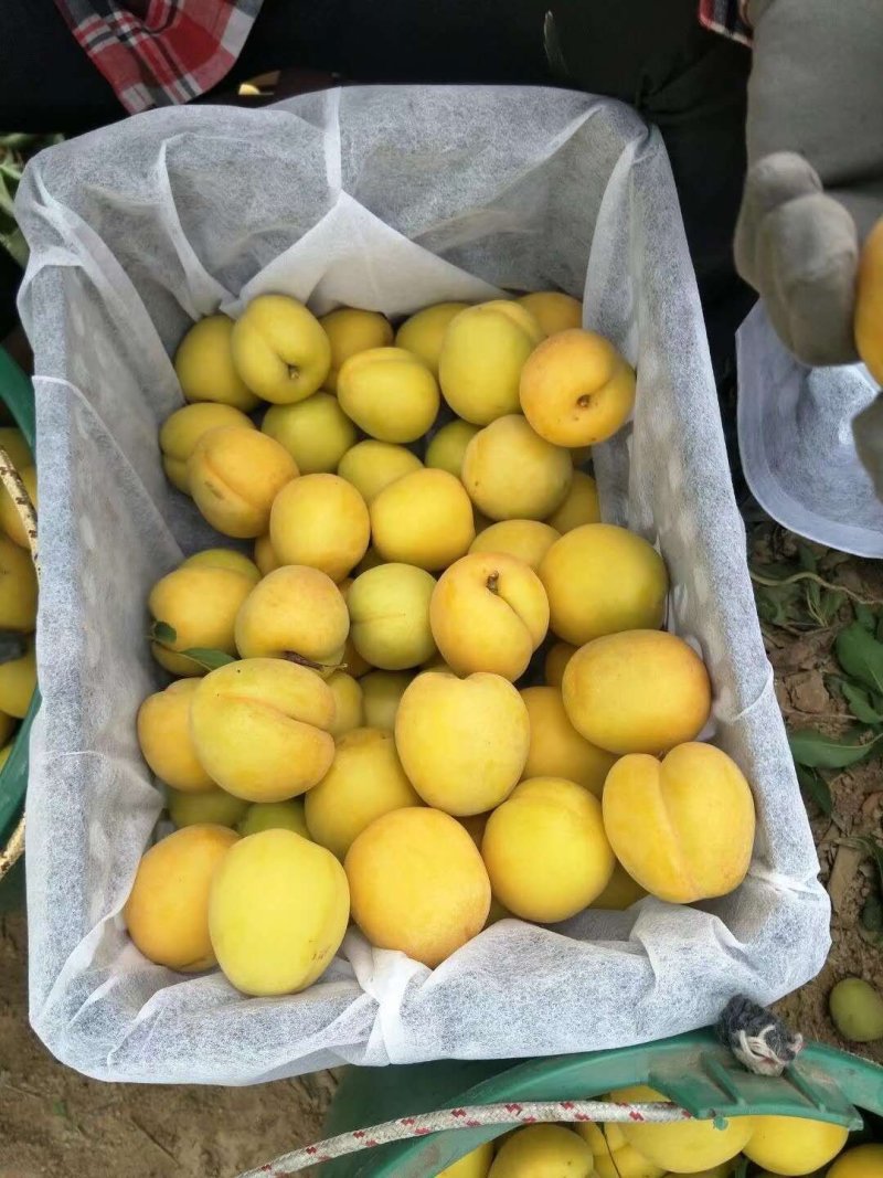 陕西金太阳杏，渭南太阳杏，大荔发货，一手货源，包质量