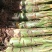 花卉盆景地涌金莲开品大小货量充实长期供货