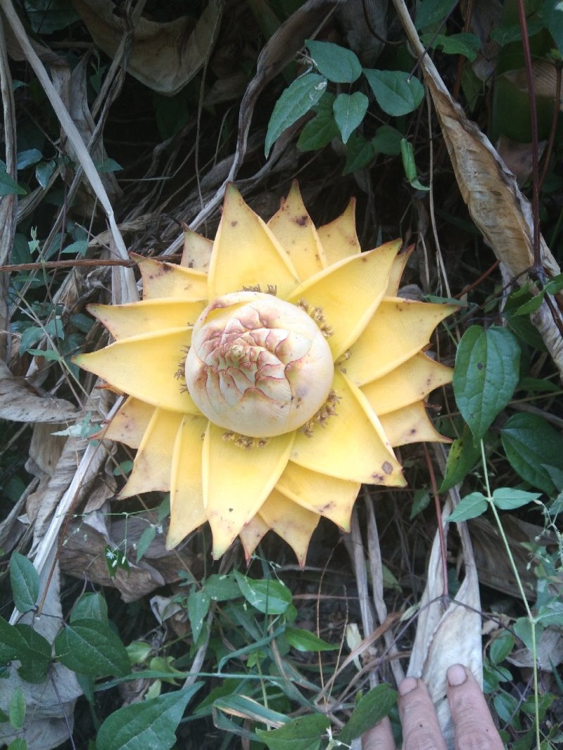 花卉盆景地涌金莲开品大小货量充实长期供货